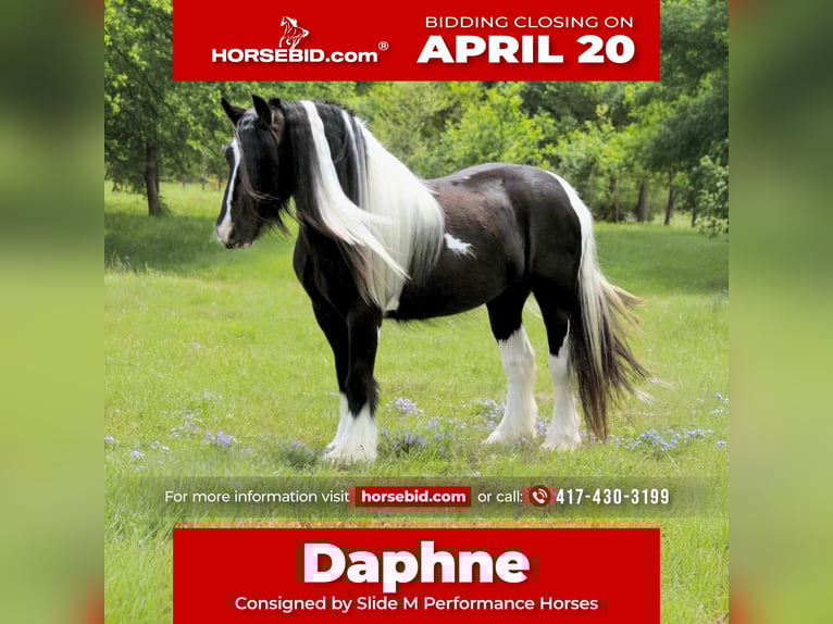 Cob Irlandese / Tinker / Gypsy Vanner Giumenta 5 Anni 140 cm Pezzato in Dublin