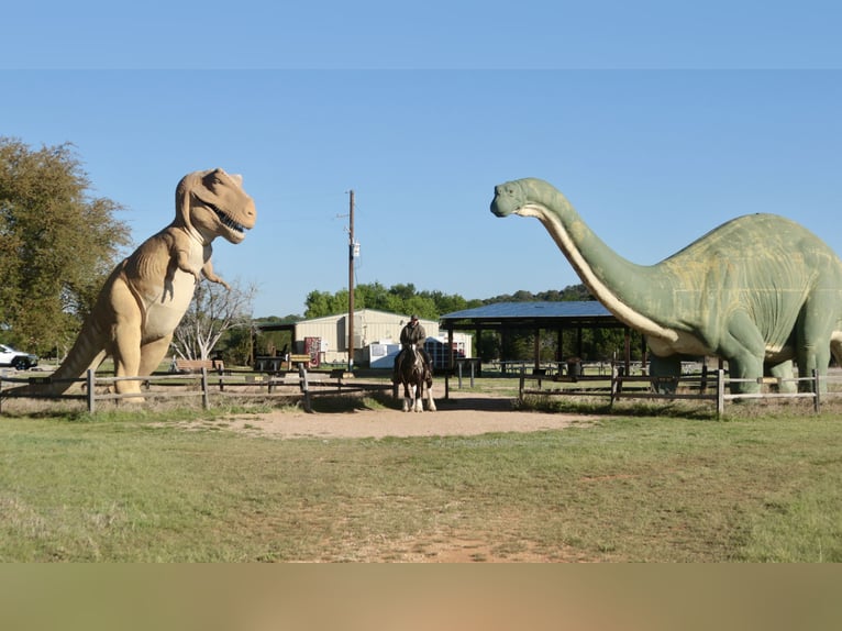Cob Irlandese / Tinker / Gypsy Vanner Giumenta 5 Anni 140 cm Pezzato in Dublin