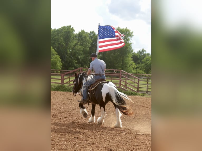 Cob Irlandese / Tinker / Gypsy Vanner Giumenta 5 Anni 140 cm Pezzato in Dublin