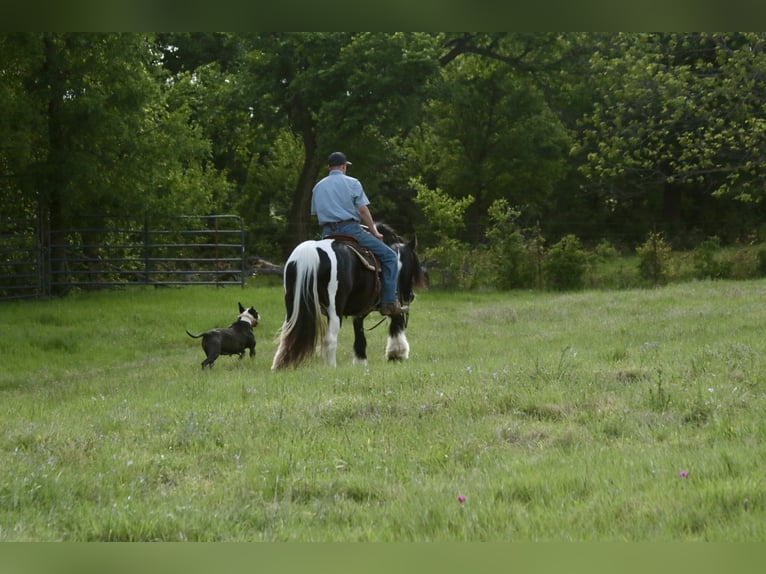 Cob Irlandese / Tinker / Gypsy Vanner Giumenta 5 Anni 140 cm Pezzato in Dublin