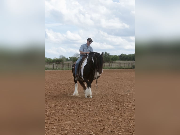 Cob Irlandese / Tinker / Gypsy Vanner Giumenta 5 Anni 140 cm Pezzato in Dublin