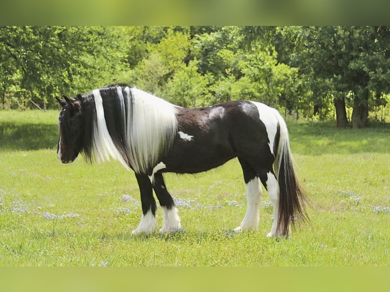 Cob Irlandese / Tinker / Gypsy Vanner Giumenta 5 Anni 140 cm Pezzato in Dublin