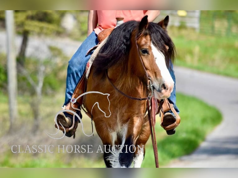 Cob Irlandese / Tinker / Gypsy Vanner Giumenta 5 Anni 142 cm Baio ciliegia in Somerset, KY