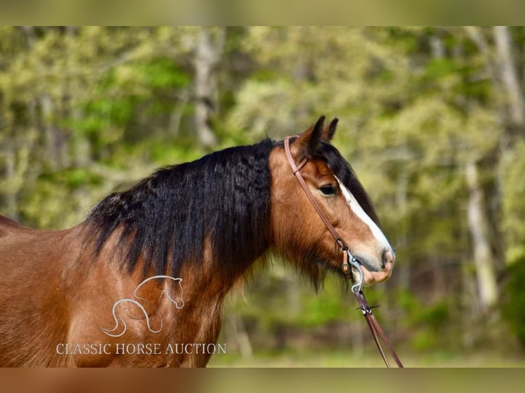 Cob Irlandese / Tinker / Gypsy Vanner Giumenta 5 Anni 142 cm Baio ciliegia in Somerset, KY