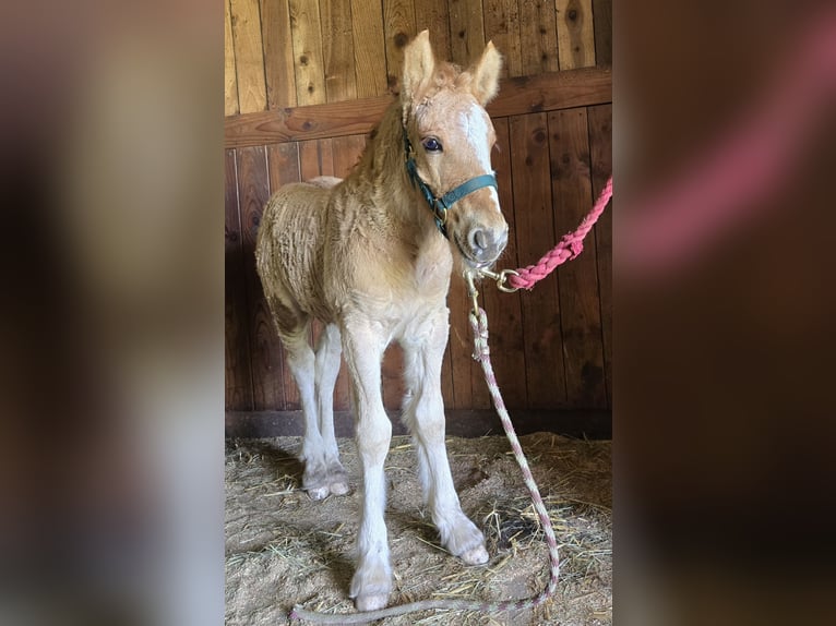 Cob Irlandese / Tinker / Gypsy Vanner Mix Giumenta 5 Anni 142 cm Falbo in Scio