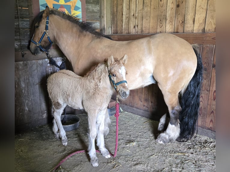 Cob Irlandese / Tinker / Gypsy Vanner Mix Giumenta 5 Anni 142 cm Falbo in Scio
