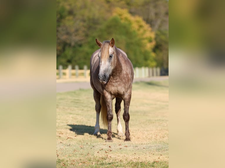 Cob Irlandese / Tinker / Gypsy Vanner Mix Giumenta 5 Anni 142 cm Grigio in Terrell