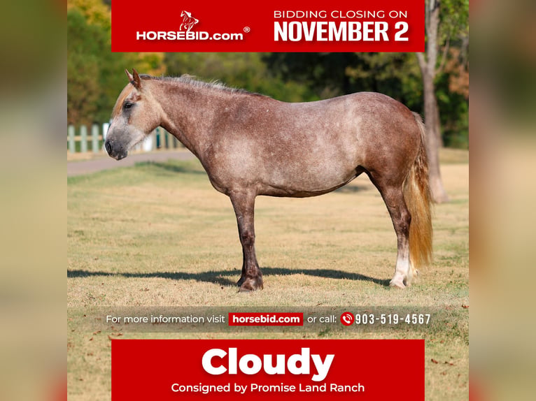 Cob Irlandese / Tinker / Gypsy Vanner Mix Giumenta 5 Anni 142 cm Grigio in Terrell