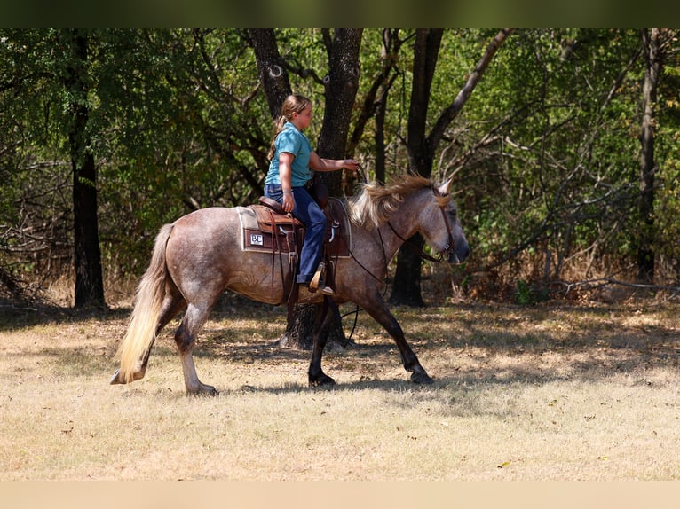 Cob Irlandese / Tinker / Gypsy Vanner Mix Giumenta 5 Anni 142 cm Grigio in Terrell