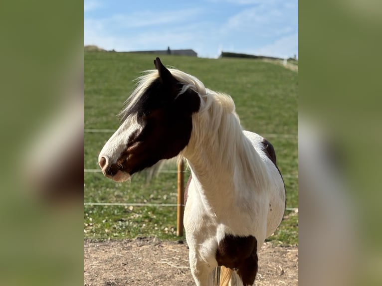 Cob Irlandese / Tinker / Gypsy Vanner Giumenta 5 Anni 142 cm Pezzato in Weibern
