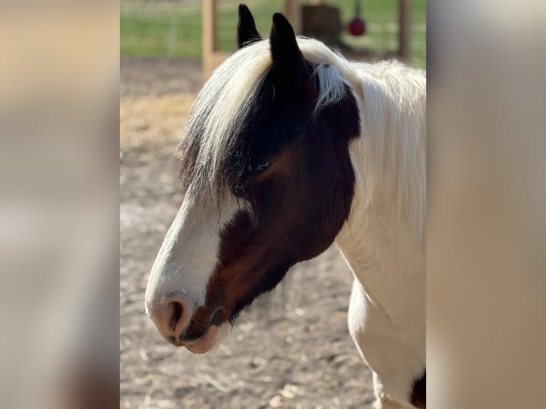 Cob Irlandese / Tinker / Gypsy Vanner Giumenta 5 Anni 142 cm Pezzato in Weibern