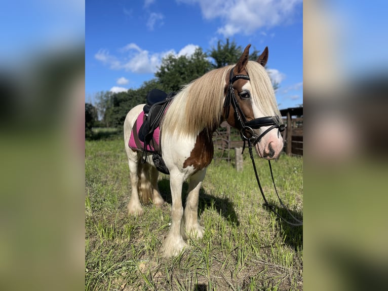Cob Irlandese / Tinker / Gypsy Vanner Giumenta 5 Anni 142 cm Tobiano-tutti i colori in Trebbin