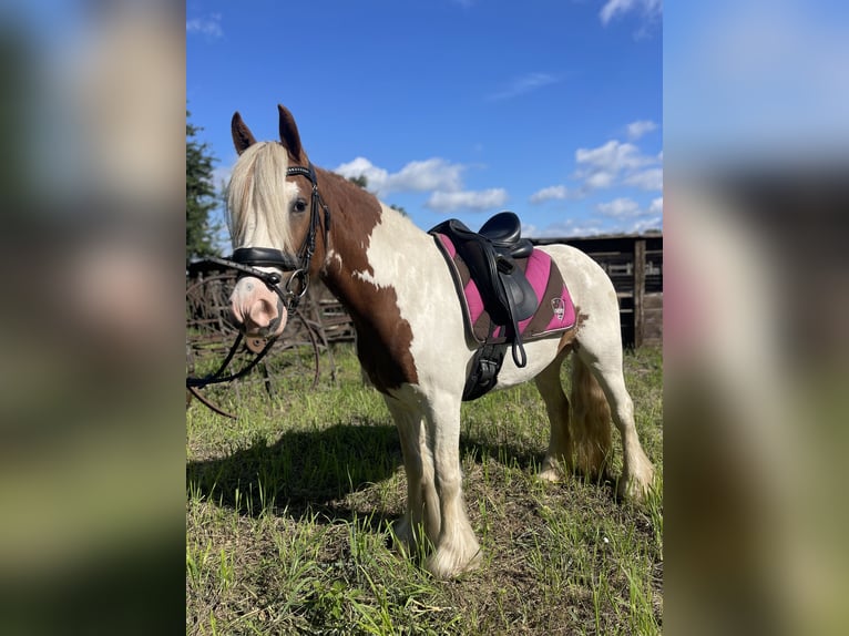 Cob Irlandese / Tinker / Gypsy Vanner Giumenta 5 Anni 142 cm Tobiano-tutti i colori in Trebbin