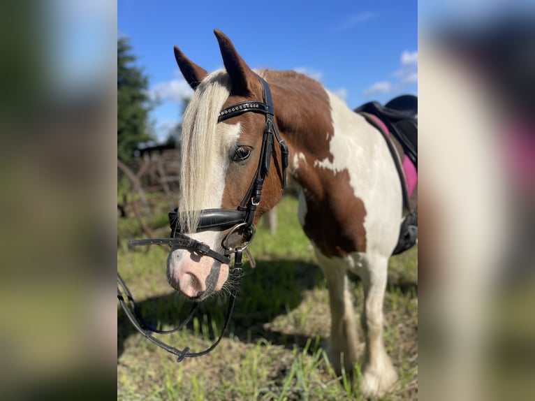 Cob Irlandese / Tinker / Gypsy Vanner Giumenta 5 Anni 142 cm Tobiano-tutti i colori in Trebbin