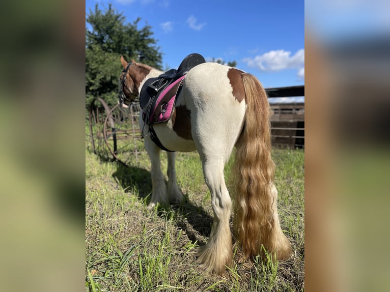 Cob Irlandese / Tinker / Gypsy Vanner Giumenta 5 Anni 142 cm Tobiano-tutti i colori in Trebbin