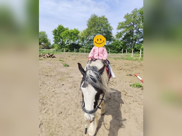 Cob Irlandese / Tinker / Gypsy Vanner Giumenta 5 Anni 144 cm Bianco in Bösel