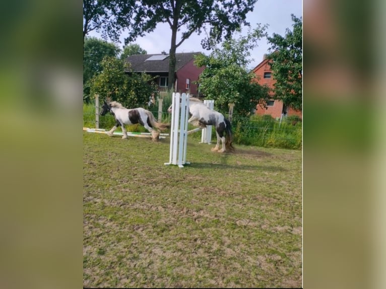 Cob Irlandese / Tinker / Gypsy Vanner Giumenta 5 Anni 144 cm Bianco in Bösel