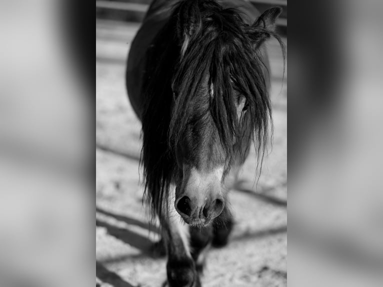 Cob Irlandese / Tinker / Gypsy Vanner Giumenta 5 Anni 145 cm Baio ciliegia in Santa Fe