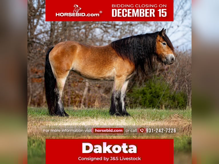 Cob Irlandese / Tinker / Gypsy Vanner Giumenta 5 Anni 145 cm Baio ciliegia in Santa Fe