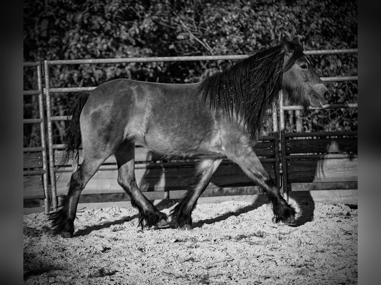 Cob Irlandese / Tinker / Gypsy Vanner Giumenta 5 Anni 145 cm Baio ciliegia in Santa Fe