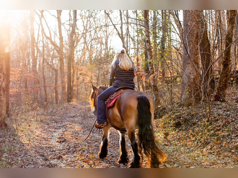 Cob Irlandese / Tinker / Gypsy Vanner Giumenta 5 Anni 145 cm Baio ciliegia in Santa Fe