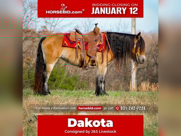 Cob Irlandese / Tinker / Gypsy Vanner Giumenta 5 Anni 145 cm Baio ciliegia in Santa Fe