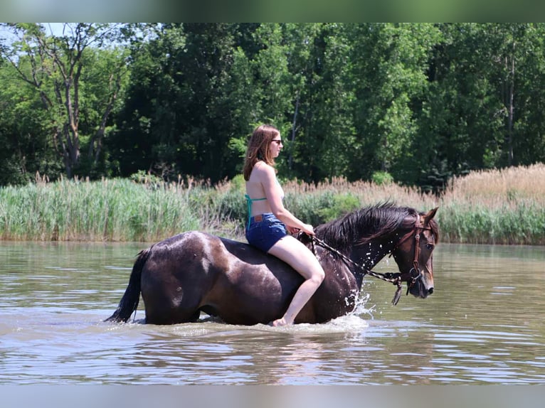 Cob Irlandese / Tinker / Gypsy Vanner Giumenta 5 Anni 145 cm Baio ciliegia in Howell, MI