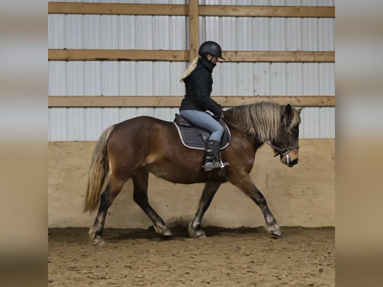 Cob Irlandese / Tinker / Gypsy Vanner Giumenta 5 Anni 147 cm Baio in Howell
