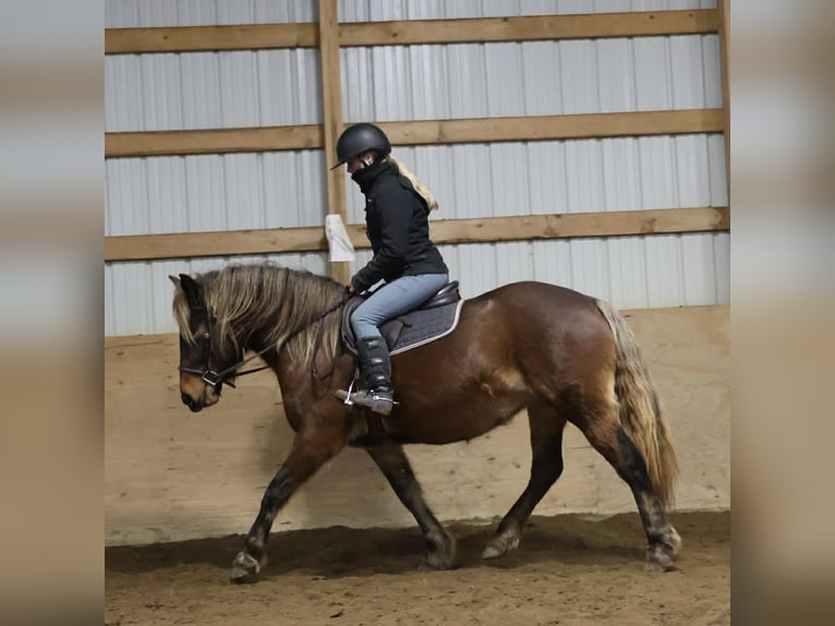 Cob Irlandese / Tinker / Gypsy Vanner Giumenta 5 Anni 147 cm Baio in Howell