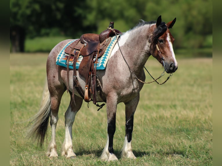 Cob Irlandese / Tinker / Gypsy Vanner Mix Giumenta 5 Anni 147 cm in Baxter Springs, KS