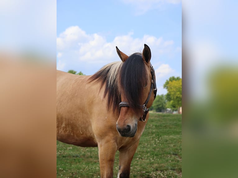 Cob Irlandese / Tinker / Gypsy Vanner Mix Giumenta 5 Anni 150 cm Falbo in Howell