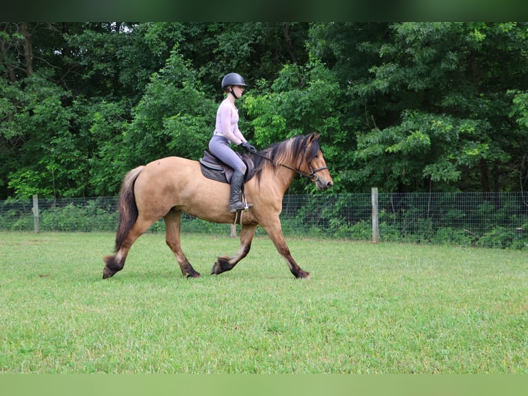 Cob Irlandese / Tinker / Gypsy Vanner Mix Giumenta 5 Anni 150 cm Falbo in Howell