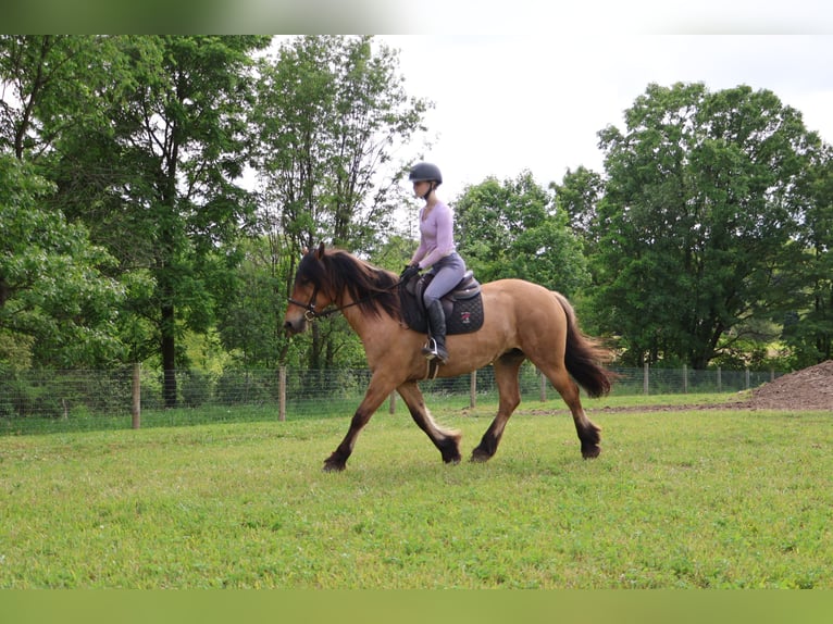 Cob Irlandese / Tinker / Gypsy Vanner Mix Giumenta 5 Anni 150 cm Falbo in Howell