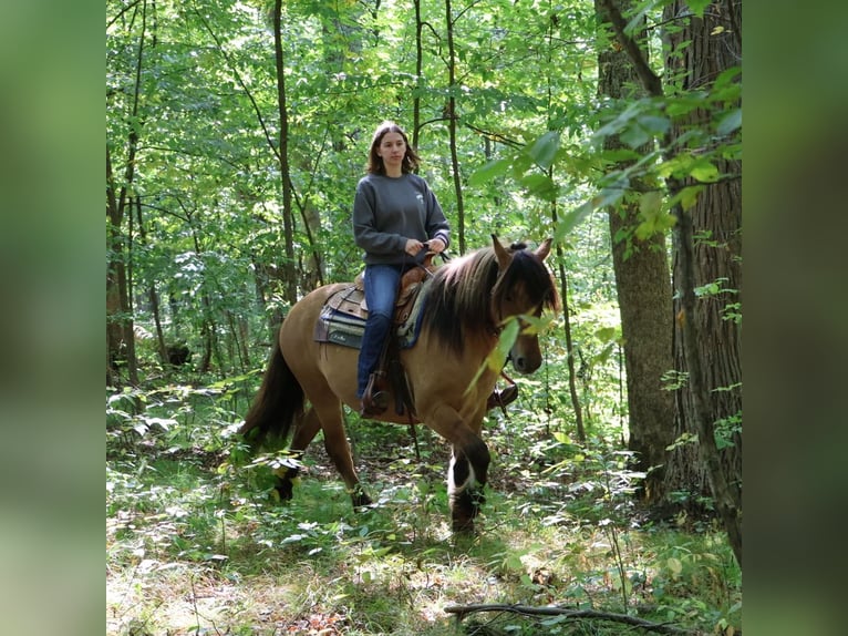 Cob Irlandese / Tinker / Gypsy Vanner Mix Giumenta 5 Anni 150 cm Falbo in Howell