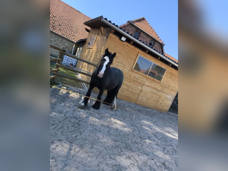 Cob Irlandese / Tinker / Gypsy Vanner Giumenta 5 Anni 150 cm Morello in Rüthen