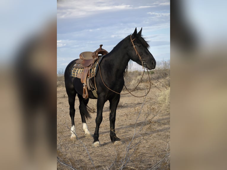 Cob Irlandese / Tinker / Gypsy Vanner Mix Giumenta 5 Anni 150 cm Morello in Tonopah