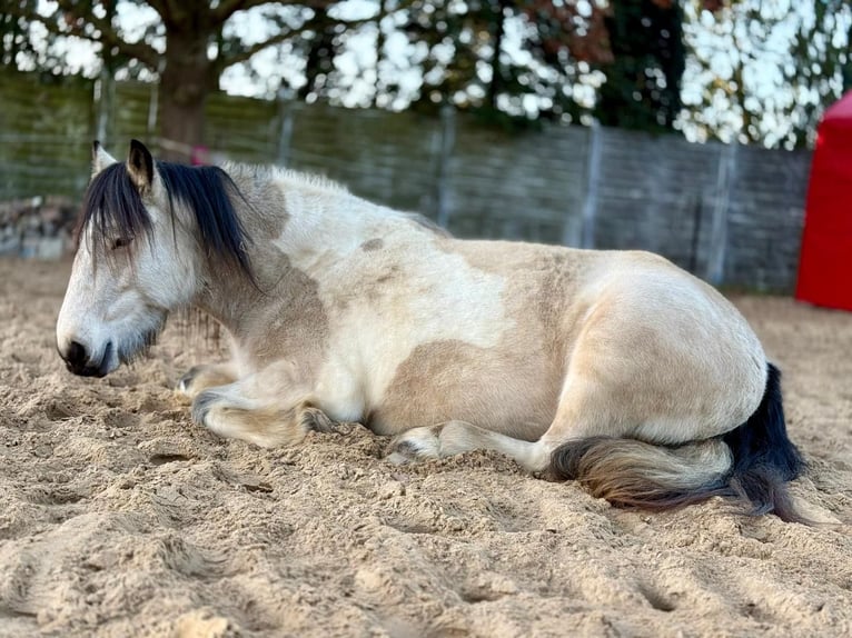 Cob Irlandese / Tinker / Gypsy Vanner Giumenta 5 Anni 150 cm Pelle di daino in Sydower Fließ