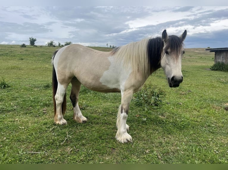 Cob Irlandese / Tinker / Gypsy Vanner Giumenta 5 Anni 150 cm Pelle di daino in Sydower Fließ