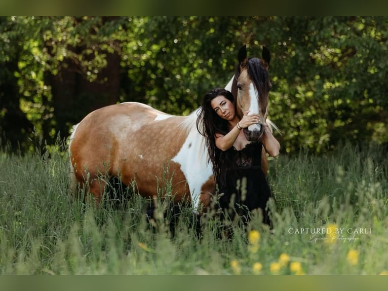 Cob Irlandese / Tinker / Gypsy Vanner Mix Giumenta 5 Anni 155 cm in Lewistown, IL