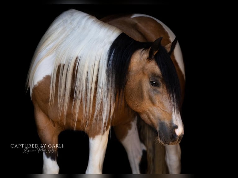 Cob Irlandese / Tinker / Gypsy Vanner Mix Giumenta 5 Anni 155 cm in Lewistown, IL
