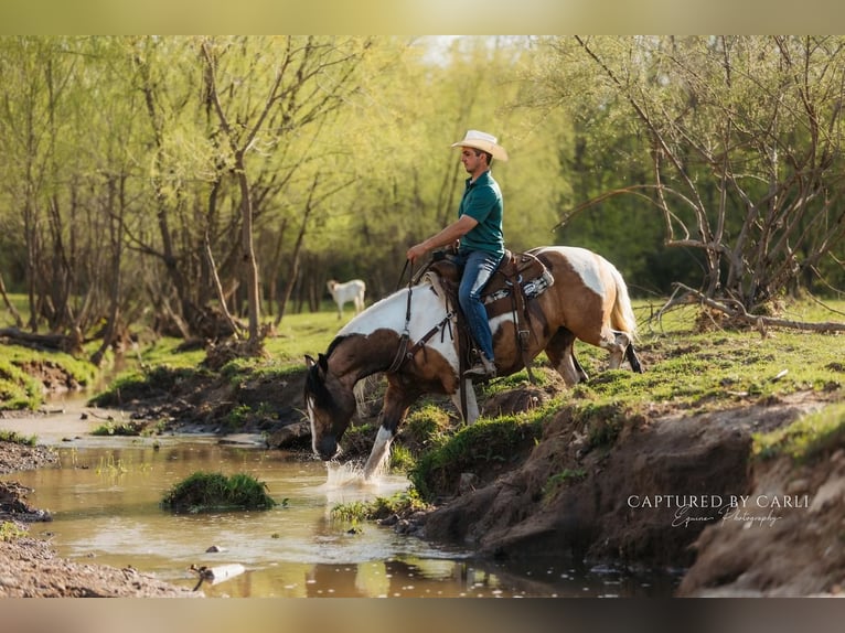Cob Irlandese / Tinker / Gypsy Vanner Mix Giumenta 5 Anni 155 cm in Lewistown, IL