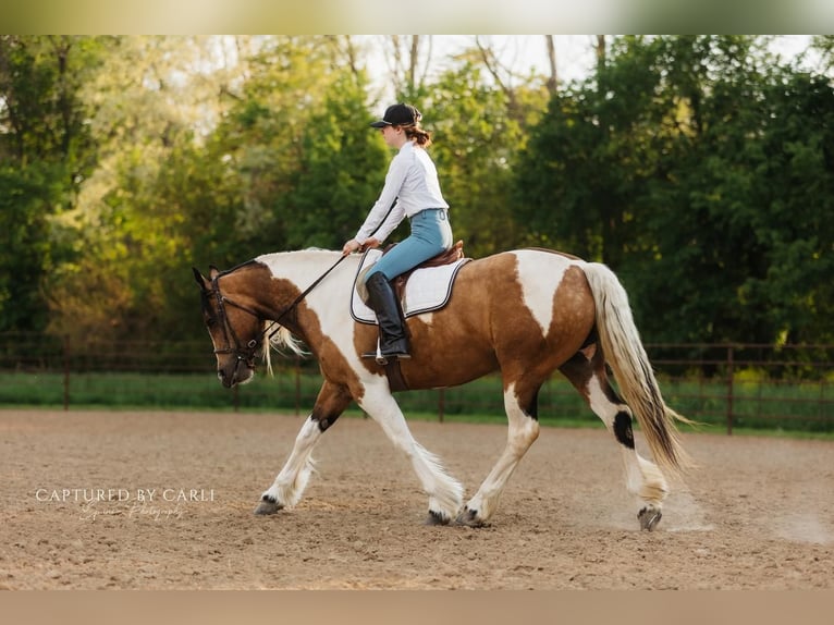 Cob Irlandese / Tinker / Gypsy Vanner Mix Giumenta 5 Anni 155 cm in Lewistown, IL