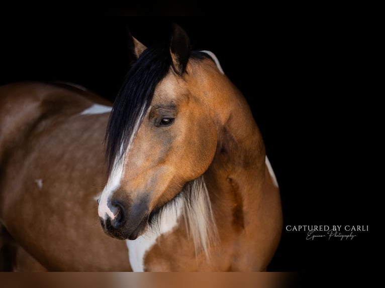 Cob Irlandese / Tinker / Gypsy Vanner Mix Giumenta 5 Anni 155 cm in Lewistown, IL