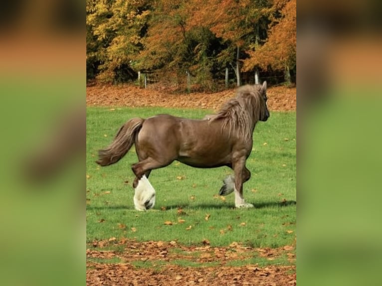 Cob Irlandese / Tinker / Gypsy Vanner Giumenta 5 Anni Sauro scuro in De Soto