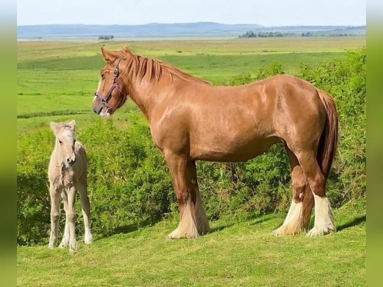 Cob Irlandese / Tinker / Gypsy Vanner Giumenta 5 Anni Sauro scuro in De Soto