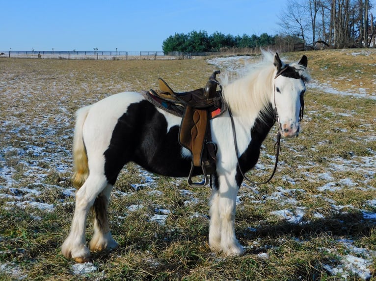 Cob Irlandese / Tinker / Gypsy Vanner Giumenta 6 Anni 130 cm in Apple Creek, OH