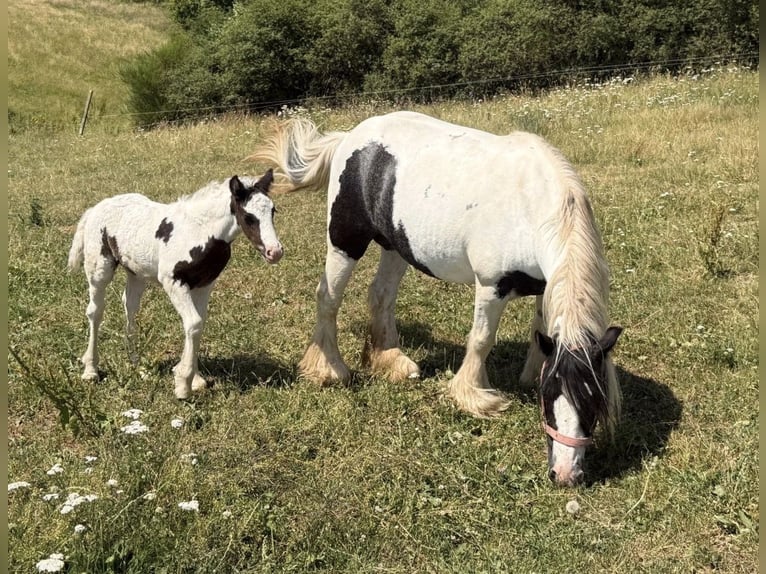 Cob Irlandese / Tinker / Gypsy Vanner Giumenta 6 Anni 130 cm  in Daleiden