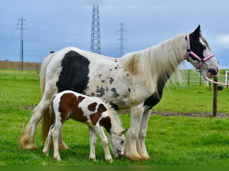 Cob Irlandese / Tinker / Gypsy Vanner Giumenta 6 Anni 132 cm Pezzato in Linkenbach
