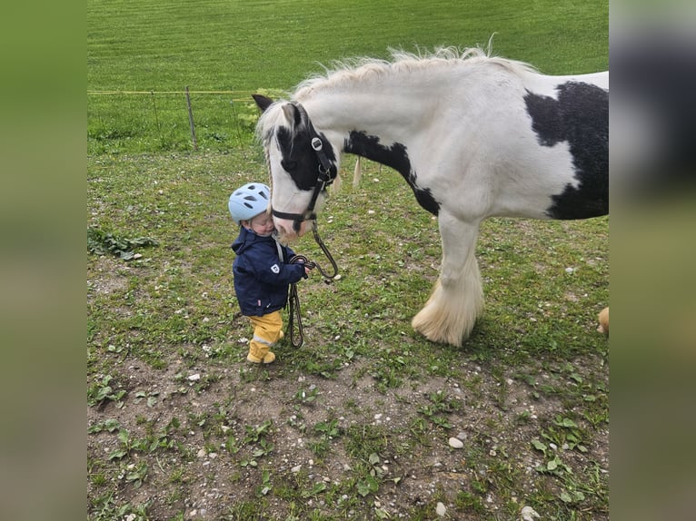 Cob Irlandese / Tinker / Gypsy Vanner Giumenta 6 Anni 134 cm  in Neuried
