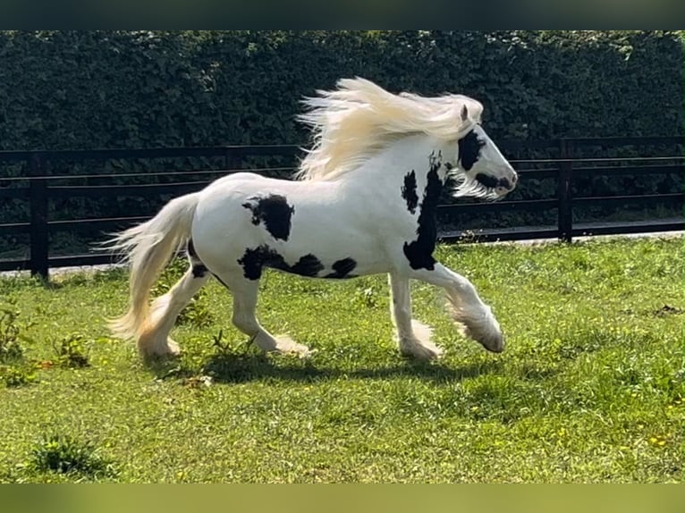 Cob Irlandese / Tinker / Gypsy Vanner Giumenta 6 Anni 135 cm Pezzato in Pepingen